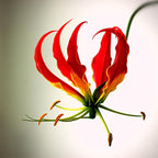 CarpetC 30+ Flame Lily Seeds for Planting, Gloriosa superba Glory Lily Climbing Vine with Unique Recurved Petals, Non-GMO Heirloom for Outdoor Garden Trellises Indoor Containers