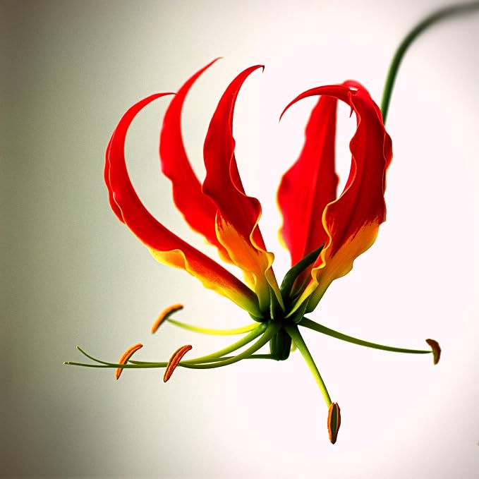 CarpetC 30+ Flame Lily Seeds for Planting, Gloriosa superba Glory Lily Climbing Vine with Unique Recurved Petals, Non-GMO Heirloom for Outdoor Garden Trellises Indoor Containers