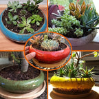 ARTKETTY Succulent Pots - 7.3 Inch Ceramic Bonsai Pots with Drainage Tray, Large Shallow Succulent Planters for Indoor Cactus Plants Decorative Flower Plant Container Bowl