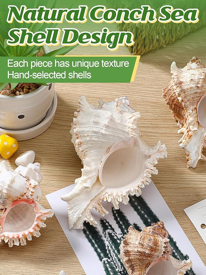 ANPHSIN 4 Pack Conch Sea Shell Air Plant Holders- 4-5 inches Natural Airplant Pot, Decorative Tillandsia Succulent Display Container for Gardening Housewarming Gifts Home Table Decors, No Plants