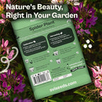 SVI 1600 Spider Plant Seeds (Cleome hassleriana) – Cleome, Spider Pink Flower Seed Packets Bulk, Wildflower Seed – Heat Tolerant Wild Flowers, Annual Cut Flower Seeds for Outdoor Garden, Flowers Beds