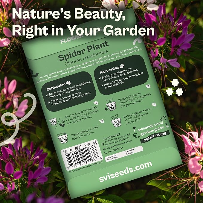 SVI 1600 Spider Plant Seeds (Cleome hassleriana) – Cleome, Spider Pink Flower Seed Packets Bulk, Wildflower Seed – Heat Tolerant Wild Flowers, Annual Cut Flower Seeds for Outdoor Garden, Flowers Beds