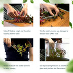 SubstrateSource Live Plant - Amazon Sword (Echinodorus Bleheri) - Beginner Friendly, Easy Care, Medium Light, Midground to Background Placement - Freshwater Aquarium Decoration - 1 Bunch (4-5 Plants)