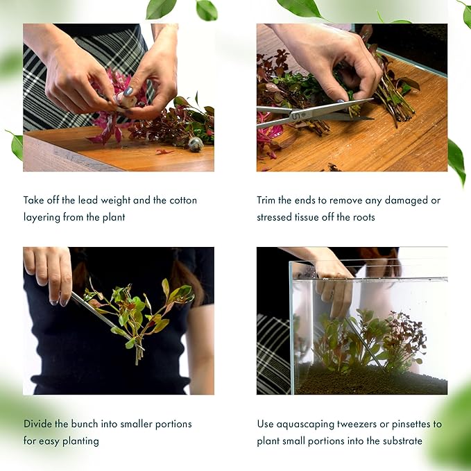 SubstrateSource Live Aquarium Stem Plants - Freshwater Aquatic Plant for Fish Tanks, Aquascaping - (Rotala Bossii, 4 Bunches)
