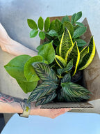 PLANTVERS Set of 4 Assorted Indoor Plants in 4" Grow Pots – Live Houseplants – Easy Care Houseplants - Low Light & Air Purifying Decorative Plants