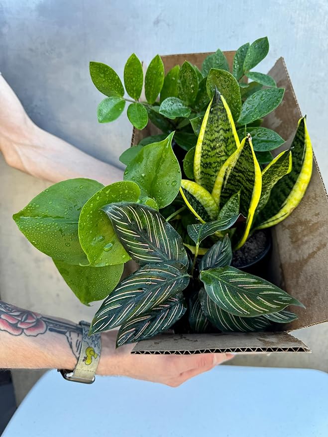 PLANTVERS Set of 4 Assorted Indoor Plants in 4" Grow Pots – Live Houseplants – Easy Care Houseplants - Low Light & Air Purifying Decorative Plants