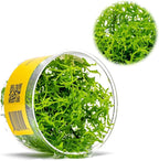 Ultum Nature Systems Live Tissue Culture - Gratiola viscidula - Moderate - Medium Light - Light Green Accent - Foreground to Midground - 100% Snail Free Grown in-Vitro - Regular Cup