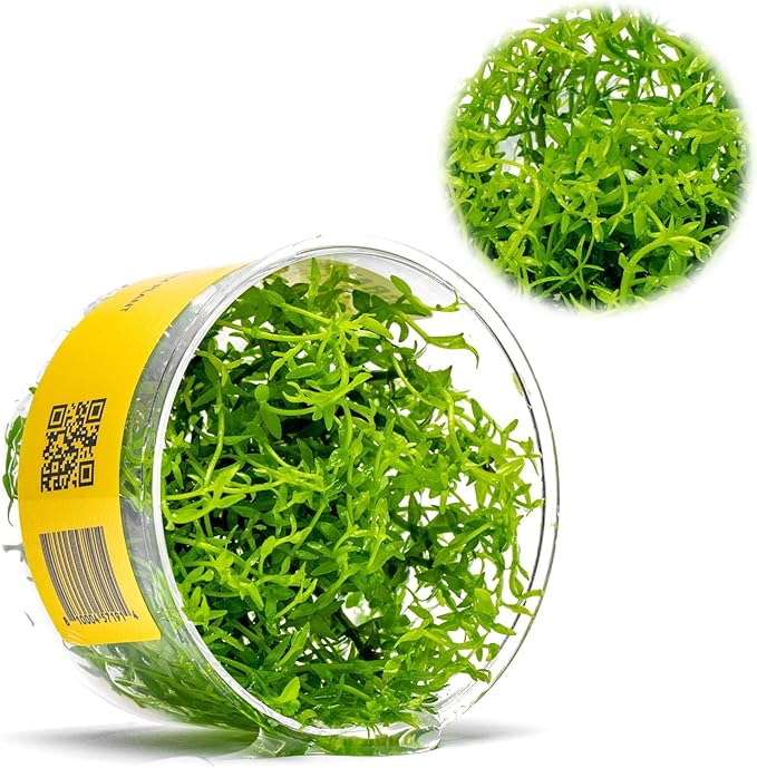 Ultum Nature Systems Live Tissue Culture - Gratiola viscidula - Moderate - Medium Light - Light Green Accent - Foreground to Midground - 100% Snail Free Grown in-Vitro - Regular Cup