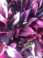 Tradescantia Zebrina ~ 20 Rooted cuttings ~ Red Gem ~ Rare Wandering Jew (20 Pieces)
