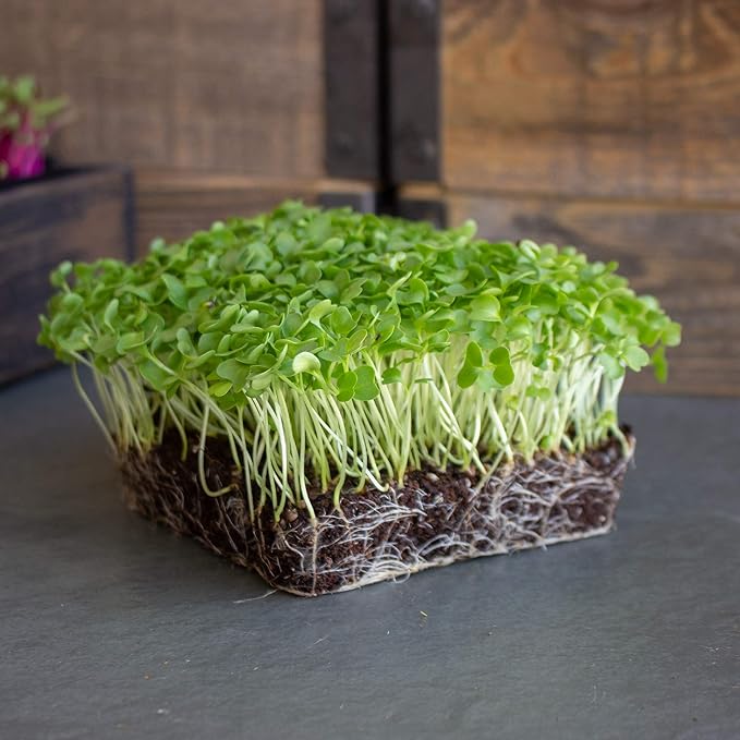 Kale Garden Seeds - Vates Blue Scotch Curled - 5 Lbs - Non-GMO, Heirloom- Vegetable Gardening & Micro Greens