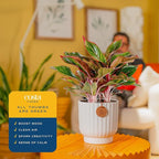 Costa Farms Chinese Evergreen, Easy to Grow Live Indoor Plant Aglaonema, Potted Houseplant in Cute Decor Pot, Everyday Gift for Mom, Wife, Daughter, Son Room Decor, 1 Foot Tall
