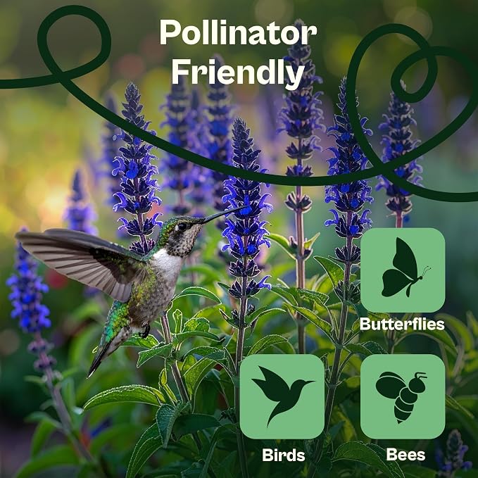 SVI 1000 Blue Sage Seeds for Planting (Salvia farinacea) - Heirloom Sage, Salvia Perennial Wildflower - Flower Seeds to Plant Outside in Pollinator Garden, Meadows, Borders, Beds