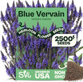 SVI 2500 Blue Vervain Seeds (Verbena hastata) – Vervain Herb, Verbena Seed Packets Bulk – Tall Wildflower, Native Perennial Flower Seeds Packets Outdoor Flower Garden, Meadows, Containers