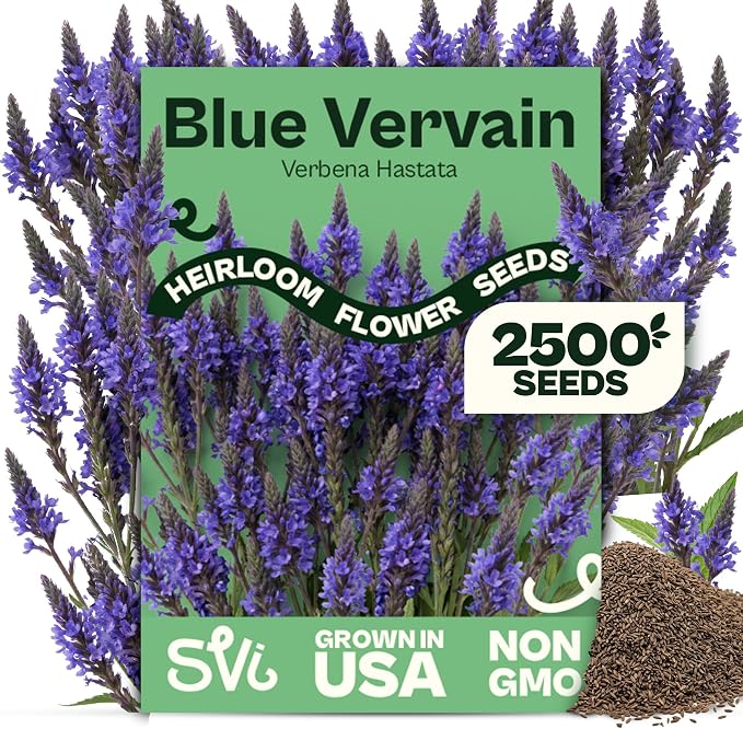 SVI 2500 Blue Vervain Seeds (Verbena hastata) – Vervain Herb, Verbena Seed Packets Bulk – Tall Wildflower, Native Perennial Flower Seeds Packets Outdoor Flower Garden, Meadows, Containers