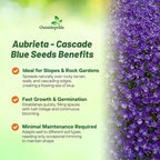 Outsidepride Cascade Blue Aubrieta Rock Cress Seeds - 1000 Pcs Perennial Flower Seeds, Easy to Grow, Low Maintenance, Cascading & Low Growing, for Baskets, Rock Walls, or Ground Covers