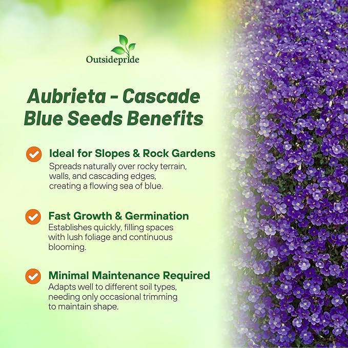 Outsidepride Cascade Blue Aubrieta Rock Cress Seeds - 2000 Pcs Perennial Flower Seeds, Easy to Grow, Low Maintenance, Cascading & Low Growing, for Baskets, Rock Walls, or Ground Covers