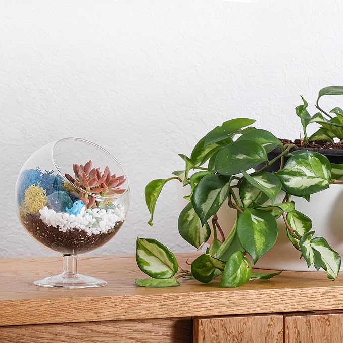 Creations by Nathalie DIY 6" DIY Chalice Terrarium Kit - Build Your Own Glass Terrarium for Adults & Teens with Moss, Crystals, Tools & Decorative Figurine - Mini Ecosystem (Plant Not Included)