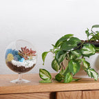 Creations by Nathalie DIY 6" DIY Chalice Terrarium Kit - Build Your Own Glass Terrarium for Adults & Teens with Moss, Crystals, Tools & Decorative Figurine - Mini Ecosystem (Plant Not Included)