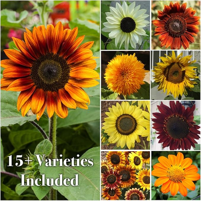 Seed Needs Crazy Sunflower Seeds for Planting Multicolor Sunflowers - Heirloom & Open Pollinated Flowers to Grow a Beautiful Outdoor Butterfly Garden (1 Pack)