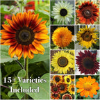 Seed Needs Crazy Sunflower Seeds for Planting Multicolor Sunflowers - Heirloom & Open Pollinated Flowers to Grow a Beautiful Outdoor Butterfly Garden (1 Pack)