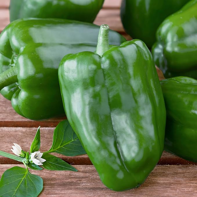 Bonnie Plants Green Bell Pepper, Live Plant, 1 Gal., 2-Pack