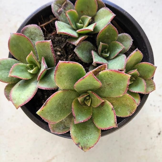 Blissful Aeonium Kiwi in 4" Pot Sizes in Between 2" to 4" Diameter, Easy Growing, Drought Tolerant for Outdoor Wedding Decoration DIY Projects Party Favor