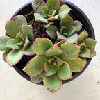 Blissful Aeonium Kiwi in 4" Pot Sizes in Between 2" to 4" Diameter, Easy Growing, Drought Tolerant for Outdoor Wedding Decoration DIY Projects Party Favor
