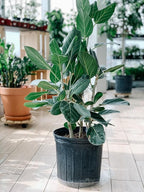RedCrocus Fiddle Leaf Fig (Ficus lyrata) Indoor Plant, Large Green Foliage, Perfect for Living Rooms & Offices, Easy Care, Air Purifier, Container Friendly 10" Pot