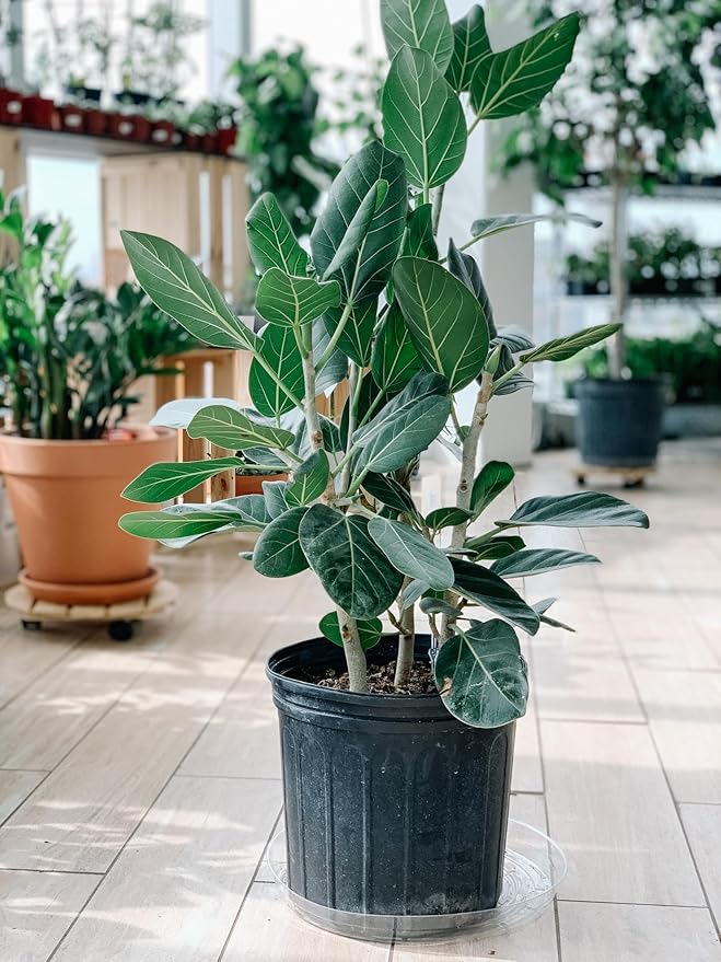 RedCrocus Fiddle Leaf Fig (Ficus lyrata) Indoor Plant, Large Green Foliage, Perfect for Living Rooms & Offices, Easy Care, Air Purifier, Container Friendly 10" Pot