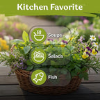 KVITER 600 Flat Leaf Italian Parsley Seeds (Petroselinum crispum) - Flavorful Classic Flat Leaf Parsley Seed Packets - Non GMO & Heirloom Seeds for Planting in Kitchen Herb Garden, Containers & Beds