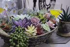 DECOROUS Fake Succulents Unpotted - 20 Pack - Realistic Succulent Plants Artificial - Large Faux Succulent Bulk DIY Home Decor - Fake Plant Cactus Greenery - Premium Mini Artificial Succulent Flowers