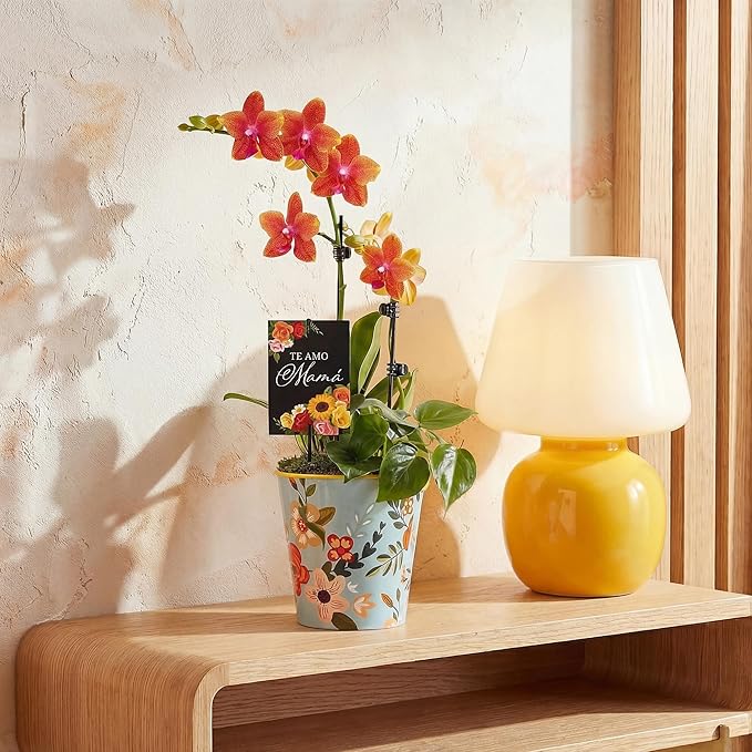 Green Circle Growers 5" Salmon Orchid and Pothos Live Plant Combo in Rifle Tin Planter – Te Amo Mama Mother’s Day Gift Plant Arrangement
