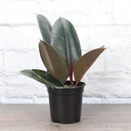Thorsen's Greenhouse Ficus elastica, Live Indoor Plant, Rare Variety, Natural Air Purifier, Burgundy Rubber Plant, 4-Inch Diameter Pot (Nursery Pot)