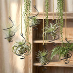 6 Pcs Hanging Air Plant Holder with Ropes Soilless Hanging Plant Holder Modern Plant Stand Display Container Geometric Plant Charms for Tillandsia Succulent Office Home Wall Decor Gifts