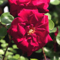 Heirloom Climbing Roses, Live Own Root Plant for Outdoor Garden, Blaze, Lightly Fragrant, Hardiness Zones 5-10, Continual Blooming