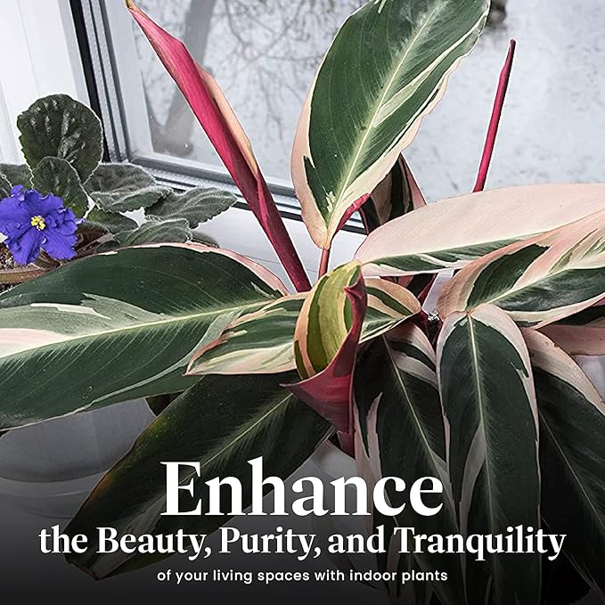 American Plant Exchange Stromanthe Triostar – 6-Inch Pot with Cover – Live Easy Care Indoor Houseplant, Air-Purifying, Bright Light Tropical Plant for Home, Office & Garden Decor