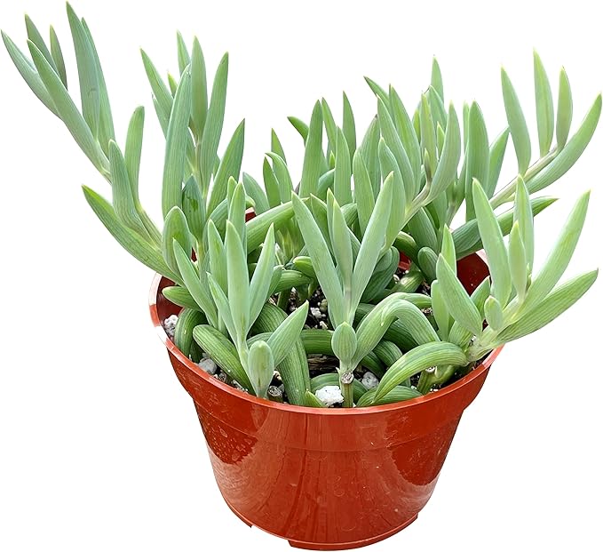 Live Succulent 4" String of Bananas, Succulents Plants Live, Succulent Plants Fully Rooted, Rare House Plant for Home Office Decoration, DIY Projects, Party Favor Gift by The Succulent Cult
