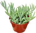 Live Succulent 4" String of Bananas, Succulents Plants Live, Succulent Plants Fully Rooted, Rare House Plant for Home Office Decoration, DIY Projects, Party Favor Gift by The Succulent Cult