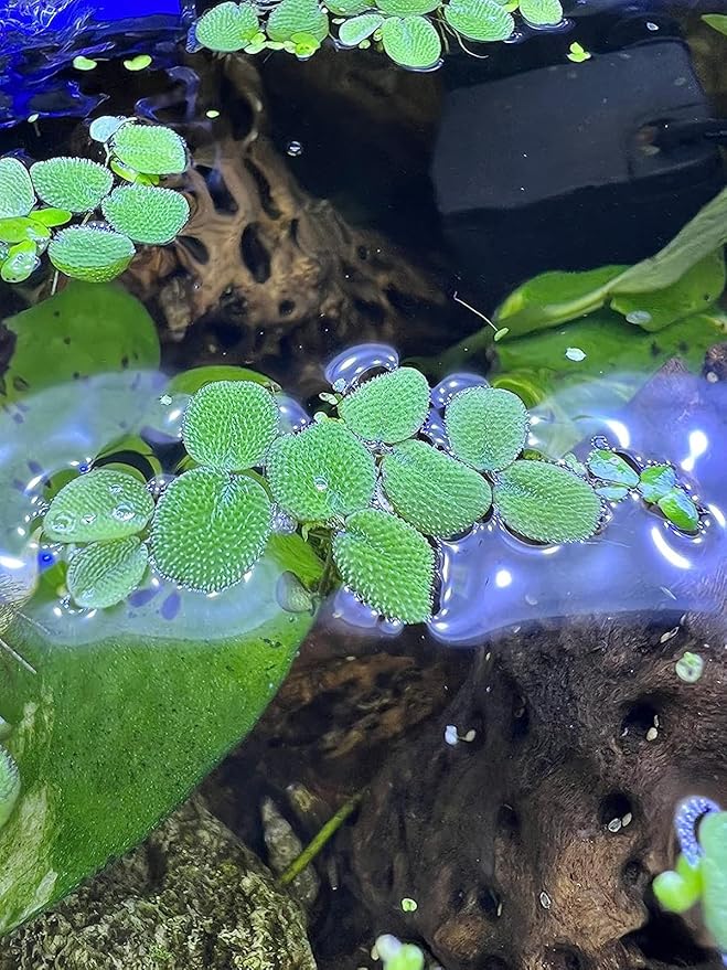 50 Water Spangles (Salvinia Minima) Live Floating Plants for Aquarium or Pond by TMDFishKeeping