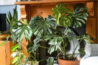 100 Pcs Fresh Monstera Plant Seeds,Exotic Tropical Foliage for Indoor and Outdoor Planting