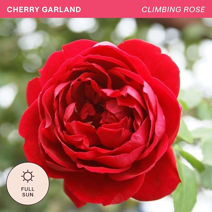 Heirloom Climbing Roses, Live Own Root Plant for Outdoor Garden, Cherry Garland™, Moderately Fragrant, Hardiness Zones 6-9, Continual Blooming