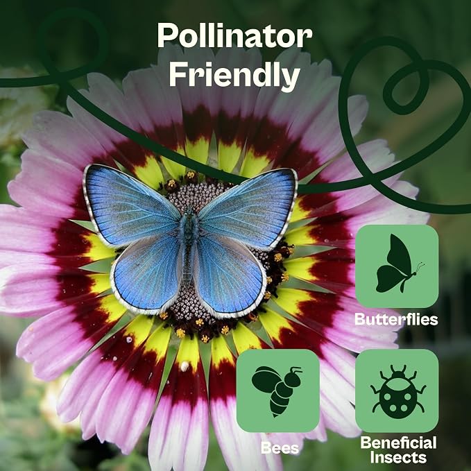 1500 SVI Painted Daisy Seeds (Chrysanthemum Carinatum) – Daisy Seed Packets Bulk, Chrysanthemum Flowers Seed Mix Wildflowers – Annual Cut Flower Seeds for Outdoor Garden, Flower Garden, Containers