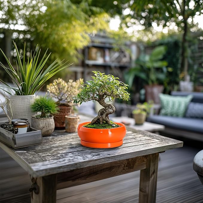 Succulent Planters 6 Inch - Small Bonsai Pots Ceramic, Succulent Pots with Drainage Hole and Saucer, Shallow Planters Indoor Outdoor, Round Cactus Pot, Office Decor, Gardening Gift, Orange