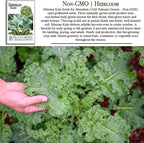 Siberian Kale Seeds for Planting – 1000+ Non-GMO & Heirloom Seeds by Isla's Garden Seeds, Brassica Napus, Cold-Tolerant Leafy Green, Fast-Growing Vegetable, Great Gift for Home Gardeners