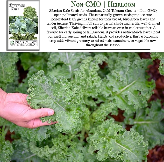 Siberian Kale Seeds for Planting – 1000+ Non-GMO & Heirloom Seeds by Isla's Garden Seeds, Brassica Napus, Cold-Tolerant Leafy Green, Fast-Growing Vegetable, Great Gift for Home Gardeners
