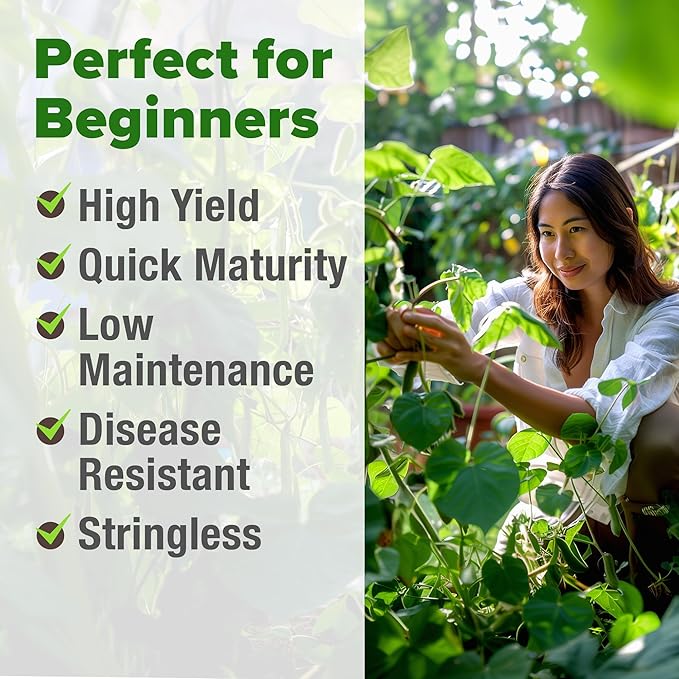 HOME GROWN Contender Bush Bean Seeds 28+ Heirloom Non-GMO, High Germination, Stringless Green Beans for Planting, Early Harvest, Emergency Food Supply, Fresh Eating & Canning (Phaseolus vulgaris)
