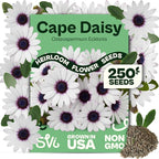 SVI 250 Cape Daisy Seeds (Osteospermum ecklonis) – African Daisy Seed Packets, Heirloom Daisies Flower Seed with Purple Eyes – Long Blooming Annual Cut Flower Seeds Packets, Outdoor Garden, Containers