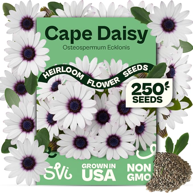 SVI 250 Cape Daisy Seeds (Osteospermum ecklonis) – African Daisy Seed Packets, Heirloom Daisies Flower Seed with Purple Eyes – Long Blooming Annual Cut Flower Seeds Packets, Outdoor Garden, Containers