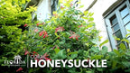 Coral Honeysuckle | 1 Extra Large Trade 3 Gallon Plant | Lonicera Sempervirens | Attracts Hummingbirds, Red Trumpet Flowers, Fast Growing, Garden Climbing Vines, Low Maintenance, Long Blooming Season
