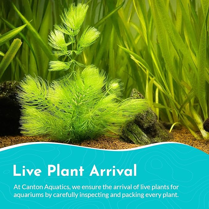 Beginner's 10-Pack Aquarium Live Plants Bundle - Ideal for Freshwater Tanks - Easy Care, Low Maintenance, & Vibrant Greenery for a Thriving Aquatic Habitat - 30 Plant Bundle